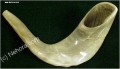 A Medium Shofar
