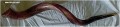 A Large Yemenite Shofar-Approximately 34 inch     שופר תימני