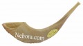 Israeli Shofar (Rams Horn)